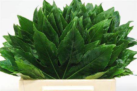 <h4>Aralia Il</h4>