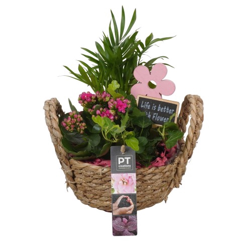 <h4>PTIB7572 Arrangementen kamerplanten</h4>