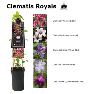 Mixtray Clematis Royal +3.0 label