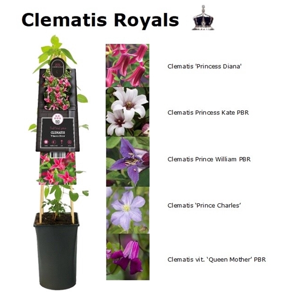 <h4>Mixtray Clematis Royal +3.0 label</h4>