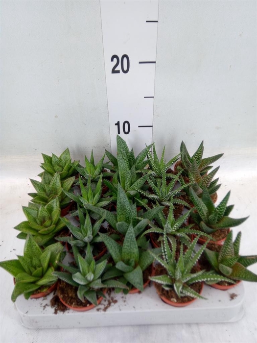 <h4>Aloe ...mix</h4>