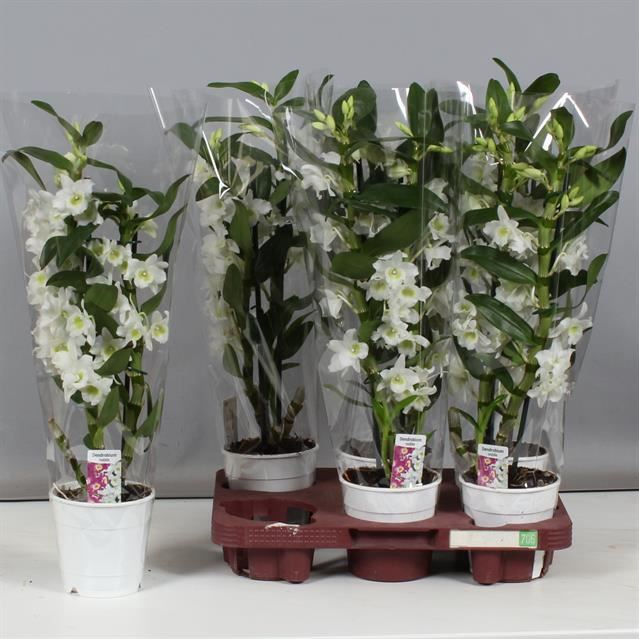 <h4>Dendrobium nobile cultivars</h4>