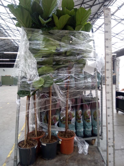 <h4>Ficus lyrata</h4>