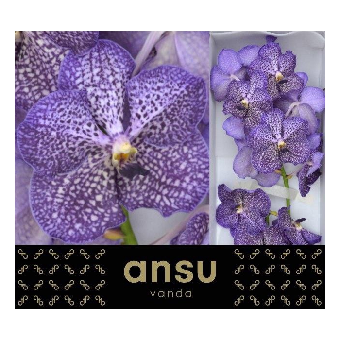 <h4>Vanda Su Sapphire</h4>