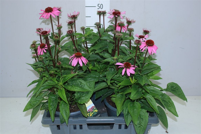 <h4>Echinacea Mooodz Cosy Pink</h4>