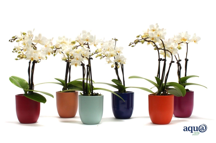 <h4>Hugo Paradise Mix Tiny Dolls Wit 3T18+ Aqu@</h4>