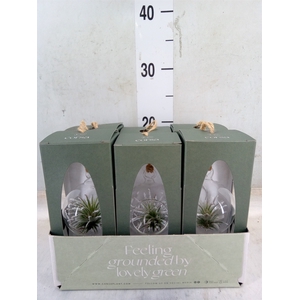 Arr.  Tillandsia L%
