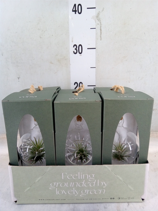 <h4>Arr.  Tillandsia L%</h4>