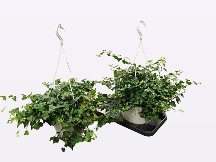 <h4>HED HE WONDER</h4>