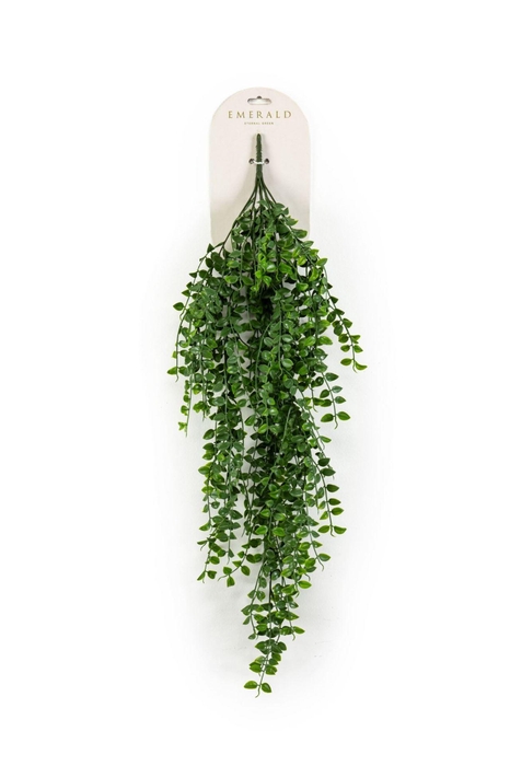 <h4>Ficus pumila hangende struik grn 80</h4>