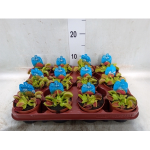Dionaea muscipula
