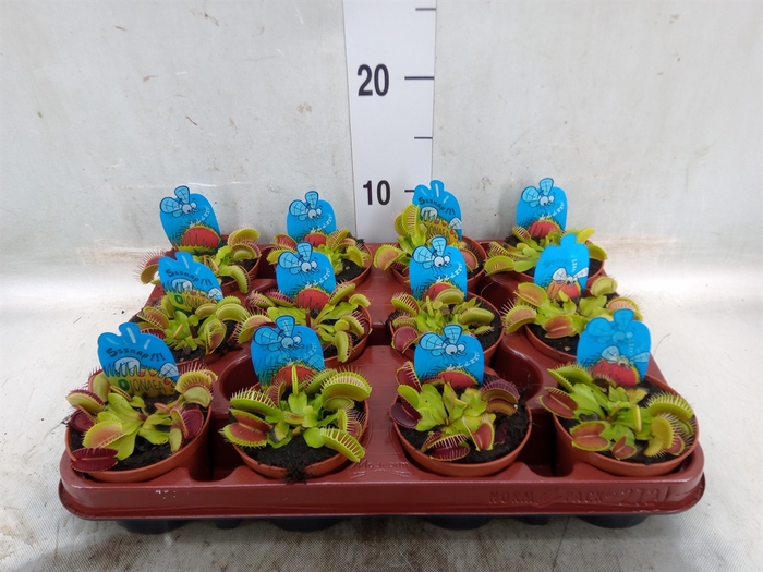 <h4>Dionaea muscipula</h4>