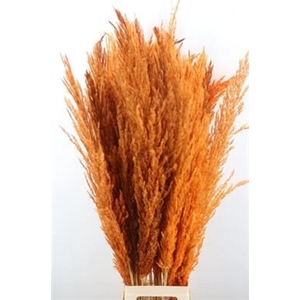 CORTADERIA ORANJE X8
