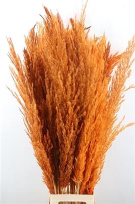 <h4>CORTADERIA ORANJE X8</h4>