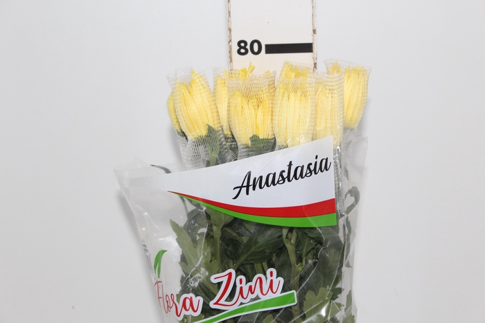 <h4>ANASTASIA DARK SUNNY 080 CM AMARELO</h4>