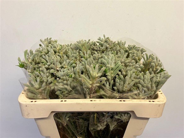 <h4>ANIGOZ BUSH DIAMOND</h4>