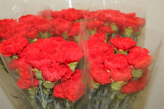 <h4>DI ST GRAND SLAM</h4>