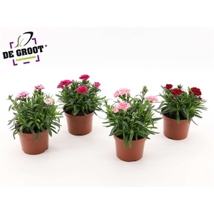 Dianthus Oscar serie (MIX PER KAR)