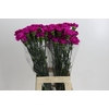 Dianthus St Tiepolo Fucsia