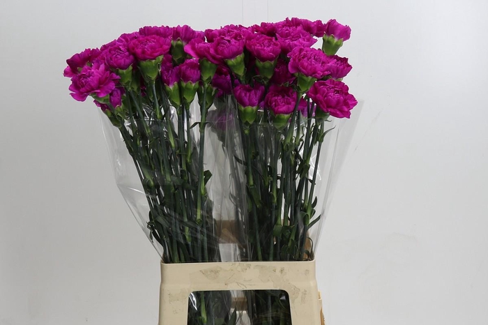 <h4>Dianthus St Tiepolo Fucsia</h4>