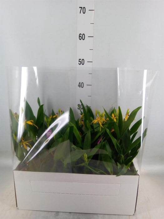 <h4>Orchideeen   ...</h4>