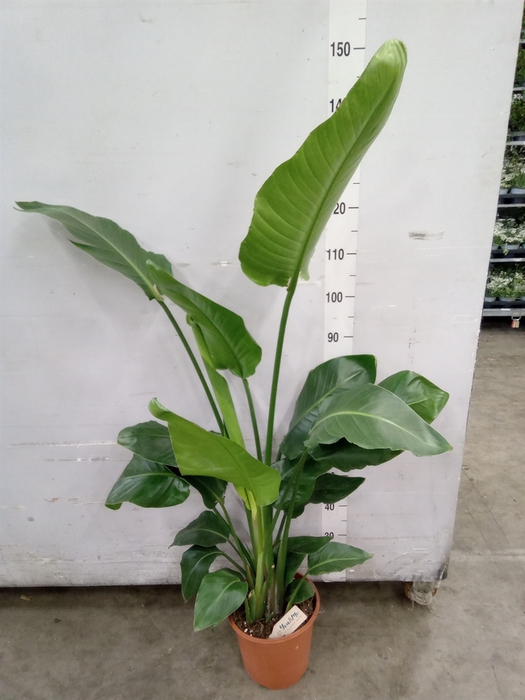 <h4>Strelitzia nicolai</h4>