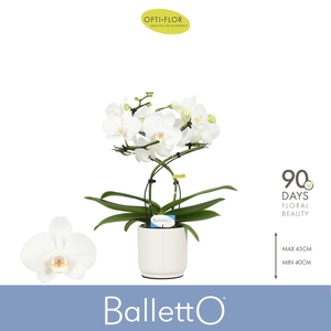 Balletto Wing 2 spike in Lazio White