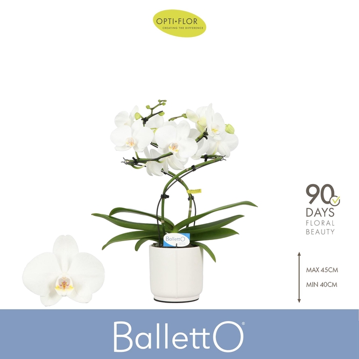 <h4>Balletto Wing 2 spike in Lazio White</h4>