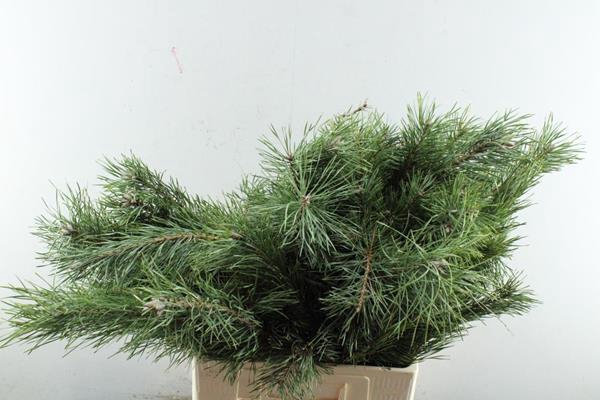 <h4>Deco Gr Pinus Alaska  L 65</h4>