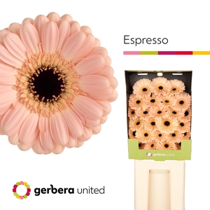 Germini Espresso Diamond