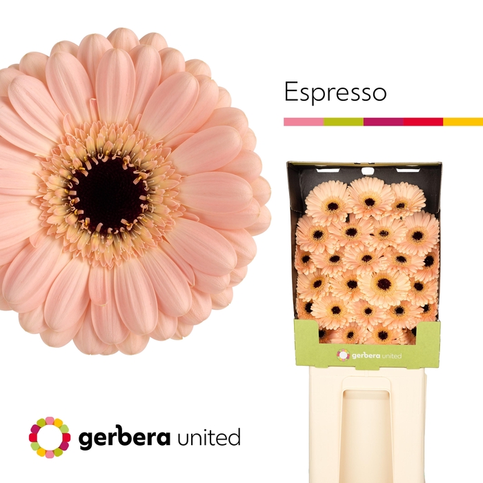 <h4>Germini Espresso Diamond</h4>
