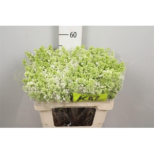 Syr V Mme Fl Stepman 4+