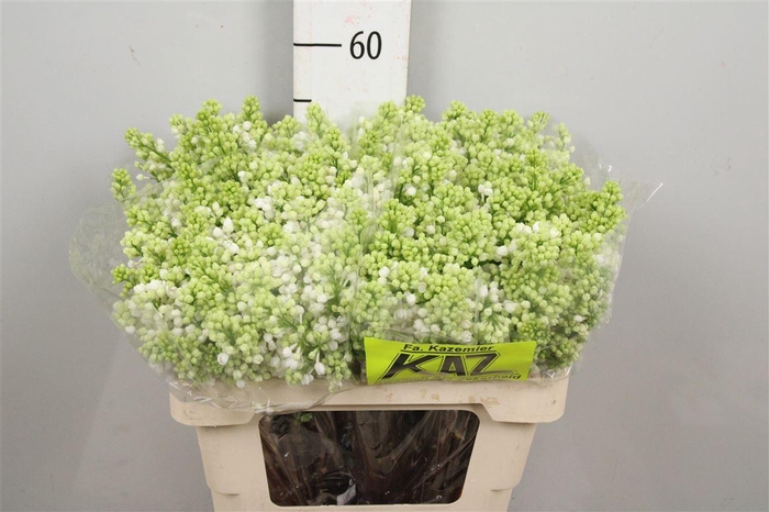 <h4>Syr V Mme Fl Stepman 2+</h4>