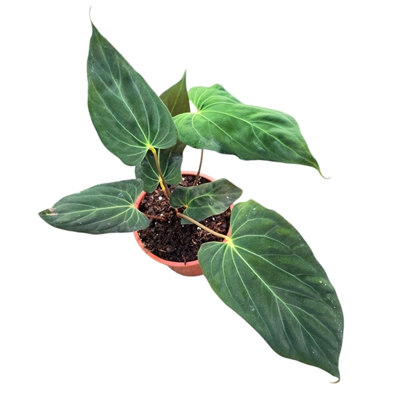 <h4>Anthurium Papillilaminum Hybrid</h4>