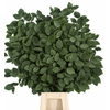Faggio Preserved Green (beech,beuk)