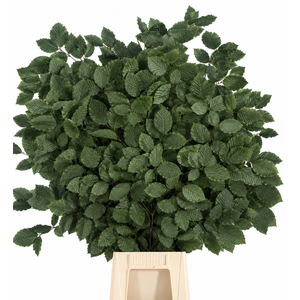 Faggio Preserved Green (beech,beuk)