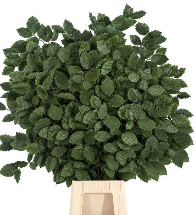 <h4>Faggio Preserved Green (beech,beuk)</h4>
