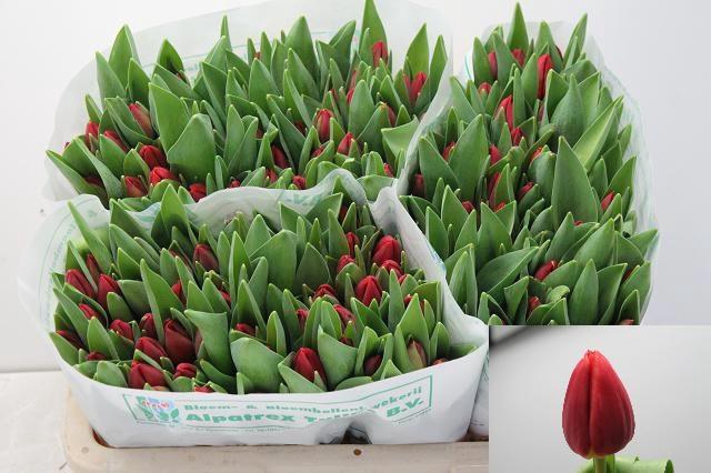 <h4>TU EN RED STONE</h4>