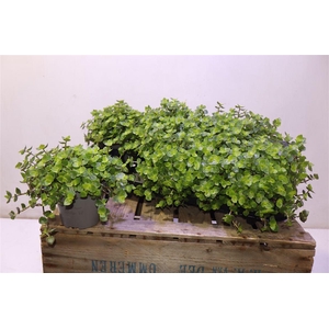 arr8 Callisia Repens