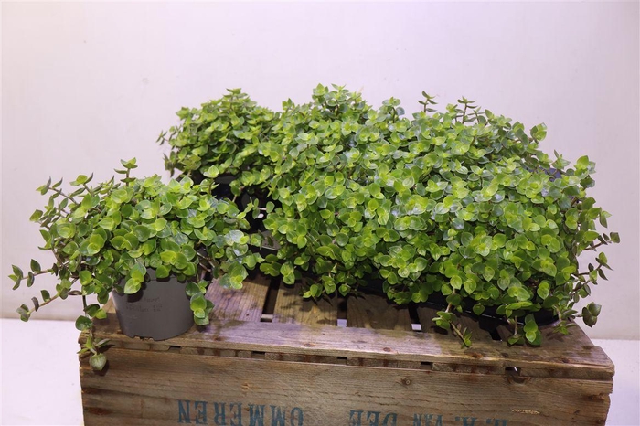 <h4>arr8 Callisia Repens</h4>