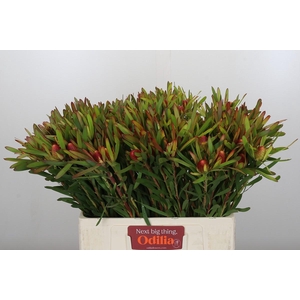 Leucadendron Ayoba Cherry Pearl