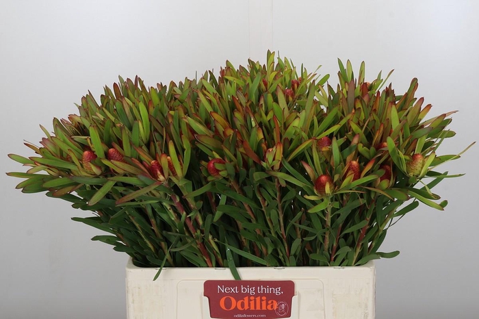 <h4>Leucadendron Ayoba Cherry Pearl</h4>