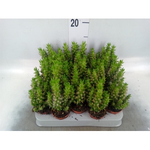 Austrocylindropuntia subulata