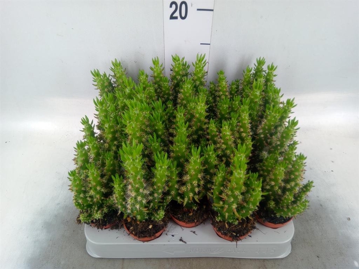 <h4>Austrocylindropuntia subulata</h4>