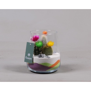 Glazen vaas met Cactussen en nepbloemetjes