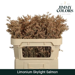 Limonium Skylight L70 Salmon