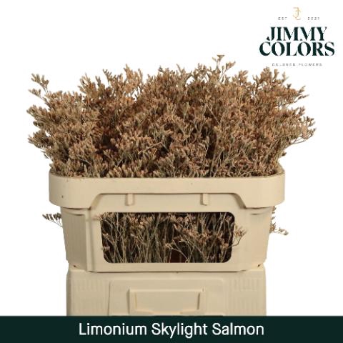 <h4>Limonium Skylight L70 Salmon</h4>