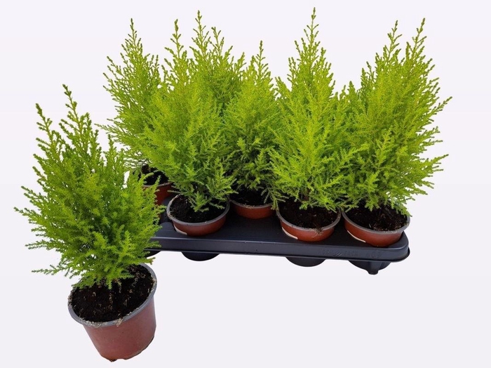 <h4>CUPR MA GOLDC WILMA</h4>