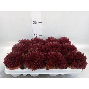 Sempervivum   ...