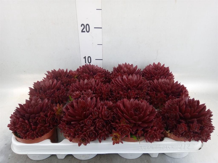 <h4>Sempervivum ...</h4>